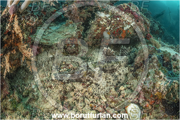 Basilaki Island, Papua New Guinea, Pacific ocean, Papilloculiceps longiceps, Papilloculiceps, Platycephalidae, Tentacled flathead, Flathead, Fish, Reef