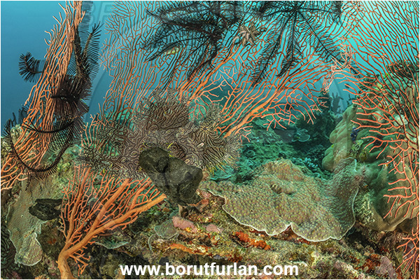 Basilaki Island, Papua New Guinea, Pacific ocean, Rhinopias aphanes, Rhinopias, Scorpaenidae, Lacy scorpionfish, Scorpionfish, Fish, Reef