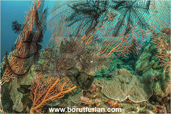 Basilaki Island, Papua New Guinea, Pacific ocean, Rhinopias aphanes, Rhinopias, Scorpaenidae, Lacy scorpionfish, Scorpionfish, Fish, Reef