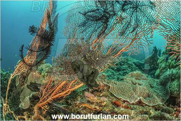 Basilaki Island, Papua New Guinea, Pacific ocean, Rhinopias aphanes, Rhinopias, Scorpaenidae, Lacy scorpionfish, Scorpionfish, Fish, Reef