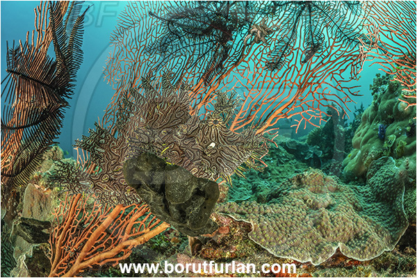 Basilaki Island, Papua New Guinea, Pacific ocean, Rhinopias aphanes, Rhinopias, Scorpaenidae, Lacy scorpionfish, Scorpionfish, Fish, Reef