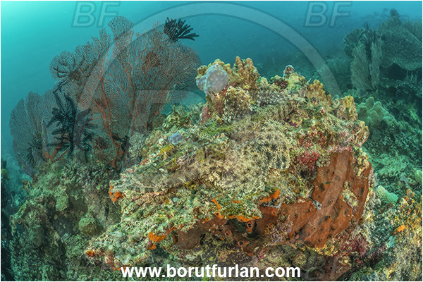 Basilaki Island, Papua New Guinea, Pacific ocean, Papilloculiceps longiceps, Papilloculiceps, Platycephalidae, Tentacled flathead, Flathead, Fish, Reef