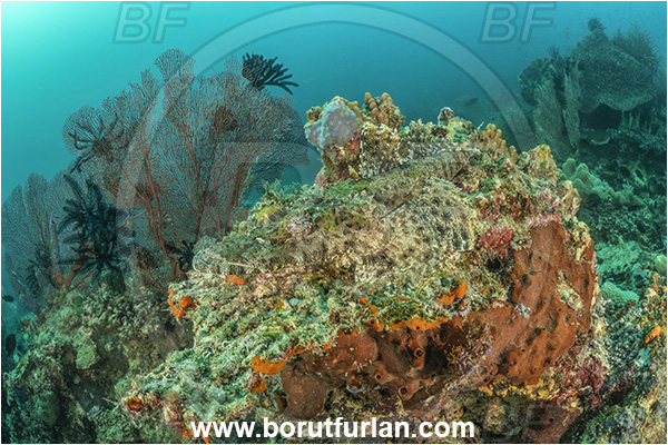 Basilaki Island, Papua New Guinea, Pacific ocean, Papilloculiceps longiceps, Papilloculiceps, Platycephalidae, Tentacled flathead, Flathead, Fish, Reef