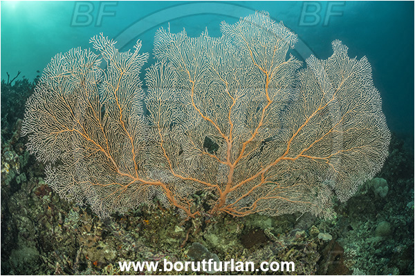 Basilaki Island, Papua New Guinea, Pacific ocean, Annella mollis, Annella, Subergorgiidae, Gorgonian Sea Fan, Giant Sea Fan, Gorgonia, Sea fan, Coral, Cnidaria, Cnidarian, Reef