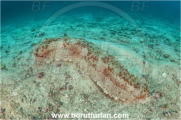 Basilaki Island, Papua New Guinea, Pacific ocean, Thelenota anax, Thelenota, Stichopodidae, Giant Sea Cucumber, Sea Cucumber, Holothuroidea, Holothurian, Echinodermata, Echinoderm, Reef, Sand