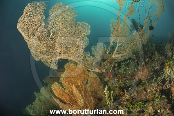 Basilaki Island, Papua New Guinea, Pacific ocean, Annella mollis, Annella, Subergorgiidae, Gorgonian Sea Fan, Giant Sea Fan, Gorgonia, Sea fan, Coral, Cnidaria, Cnidarian, Reef