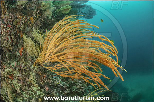 Basilaki Island, Papua New Guinea, Pacific ocean, Ellisella sp., Ellisella, Ellisellidae, Anthozoa, Cnidaria, Cnidarian, Sea whip, Whip coral, Coral, Reef