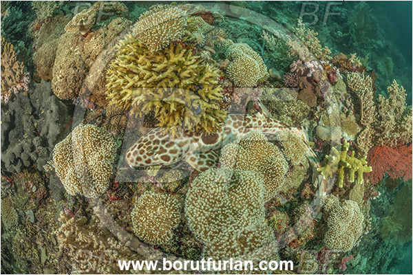 Basilaki Island, Papua New Guinea, Pacific ocean, Reef, Hemiscyllium galei, Hemiscyllium, Hemiscylliidae, Elasmobranchii, Canderwasih epaulette shark, Epaulette shark, Shark, Fish