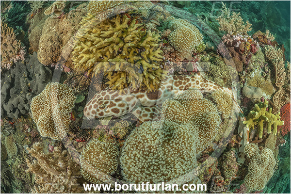 Basilaki Island, Papua New Guinea, Pacific ocean, Reef, Hemiscyllium galei, Hemiscyllium, Hemiscylliidae, Elasmobranchii, Canderwasih epaulette shark, Epaulette shark, Shark, Fish