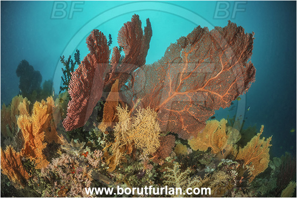 Basilaki Island, Papua New Guinea, Pacific ocean, Melithaea sp., Melithaea, Melithaeidae, Sea fan, Coral, Cnidaria, Cnidarian, Reef