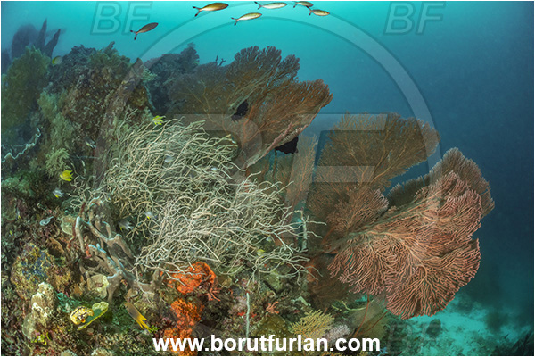 Basilaki Island, Papua New Guinea, Pacific ocean, Gorgonia, Sea fan, Coral, Cnidaria, Cnidarian, Reef, Soft coral, Fish, Fish school