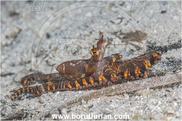 Basilaki Island, Papua New Guinea, Pacific ocean, Wunderpus photogenicus, Wunderpus, Octopodidae, Cephalopoda, Mollusca, Mollusc, Wunderpus Octopus, Octopus