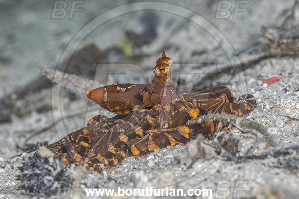 Basilaki Island, Papua New Guinea, Pacific ocean, Wunderpus photogenicus, Wunderpus, Octopodidae, Cephalopoda, Mollusca, Mollusc, Wunderpus Octopus, Octopus
