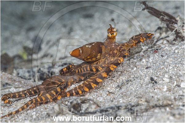 Basilaki Island, Papua New Guinea, Pacific ocean, Wunderpus photogenicus, Wunderpus, Octopodidae, Cephalopoda, Mollusca, Mollusc, Wunderpus Octopus, Octopus