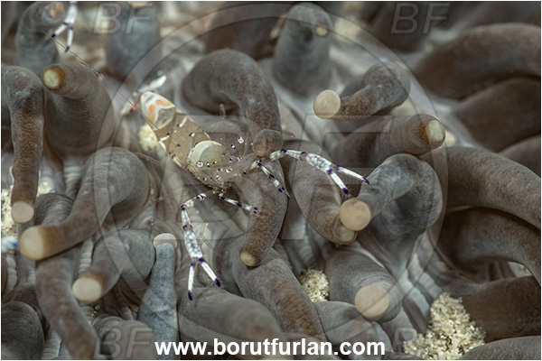 Basilaki Island, Papua New Guinea, Pacific ocean, Ancylomenes speciosus, Ancylomenes, Palaemonidae, Decapoda, Crustacea, Crustacean, Cleaner Shrimp, Palaemonid shrimp, Shrimp