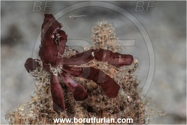 Basilaki Island, Papua New Guinea, Pacific ocean, Achaeus sp., Achaeus, Inachidae, Hairless Orang-utan crab, Crab, Crustacea, Crustacean