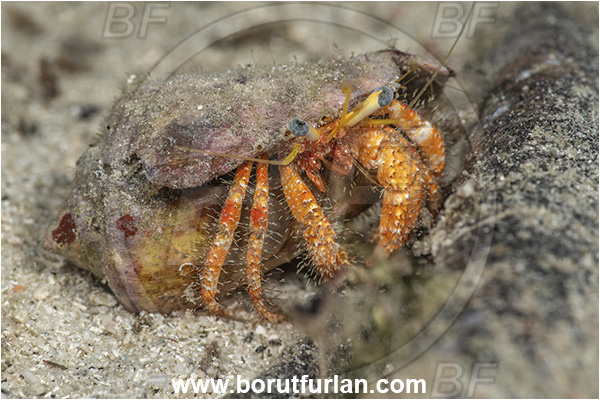Basilaki Island, Papua New Guinea, Pacific ocean, Dardanus sp., Dardanus, Diogenidae, Hermit Crab, Decapoda, Crustacea, Crustacean
