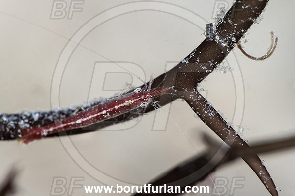 Basilaki Island, Papua New Guinea, Pacific ocean, Unidentified, Decapoda, Crustacea, Crustacean, Shrimp