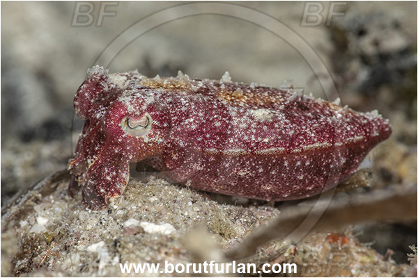 Basilaki Island, Papua New Guinea, Pacific ocean, Unidentified, Sepiidae, Cuttlefish, Cephalopoda, Mollusca, Mollusc