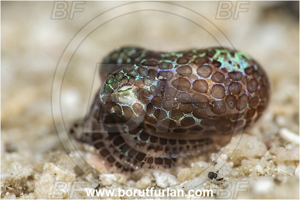 Basilaki Island, Papua New Guinea, Pacific ocean, Euprymna sp., Euprymna, Sepiolidae, Bobtai squid, Cuttlefish, Cephalopoda, Mollusca, Mollusc