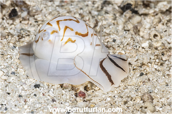Basilaki Island, Papua New Guinea, Pacific ocean, Tanea undulata, Tanea, Naticidae, Zebra moon snail, Sea snail, Gastropoda, Mollusca, Mollusc