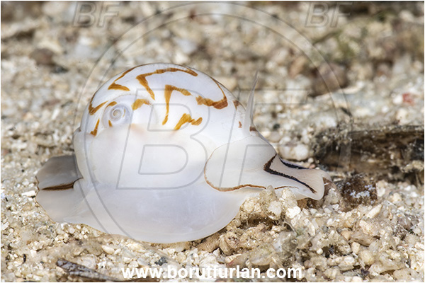 Basilaki Island, Papua New Guinea, Pacific ocean, Tanea undulata, Tanea, Naticidae, Zebra moon snail, Sea snail, Gastropoda, Mollusca, Mollusc