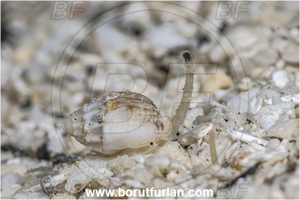 Basilaki Island, Papua New Guinea, Pacific ocean, Phos blainvillei, Phos, Nassariidae, Blainvillei
