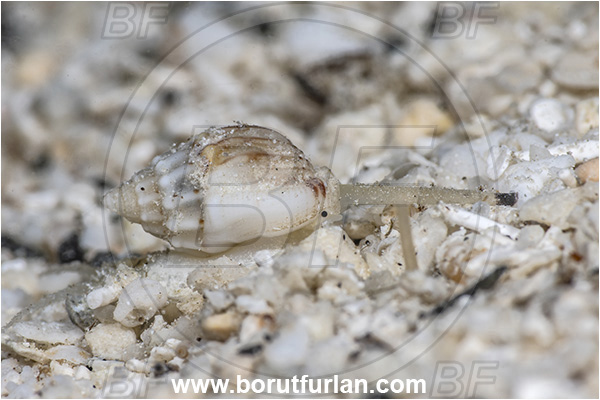 Basilaki Island, Papua New Guinea, Pacific ocean, Phos blainvillei, Phos, Nassariidae, Blainvillei