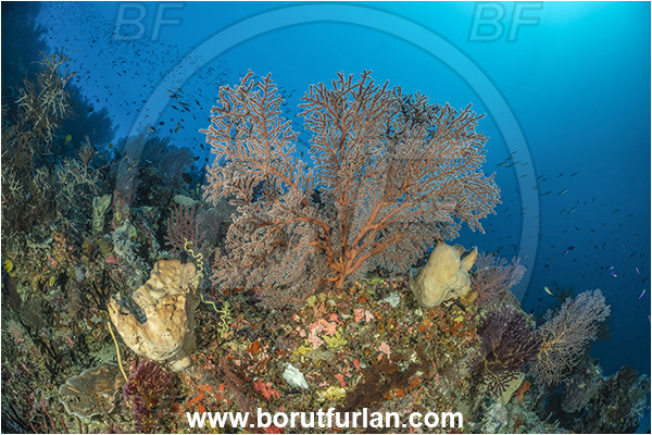 Nuakata Island, Papua New Guinea, Pacific ocean, Subergorgia sp., Subergorgia, Subergorgiidae, Sea fan, Coral, Cnidaria, Cnidarian, Reef