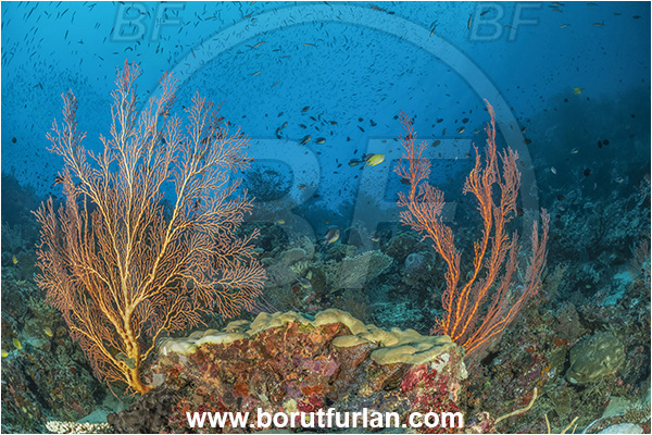 Nuakata Island, Papua New Guinea, Pacific ocean, Melithaea sp., Melithaea, Melithaeidae, Sea fan, Coral, Cnidaria, Cnidarian, Reef, Fish, Fish school