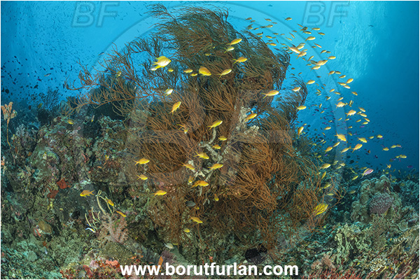 Nuakata Island, Papua New Guinea, Pacific ocean, Antipathes sp., Antipathes, Antipathidae, Anthozoa, Black coral, Coral, Cnidaria, Cnidarian, Reef, Fish, Fish school