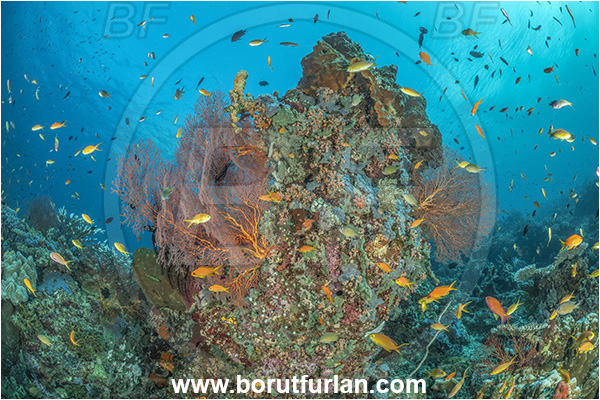 Nuakata Island, Papua New Guinea, Pacific ocean, Melithaea sp., Melithaea, Melithaeidae, Sea fan, Coral, Cnidaria, Cnidarian, Reef, Fish, Fish school