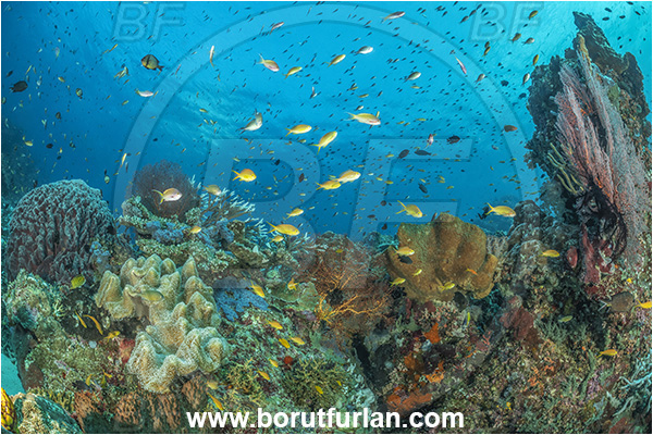 Nuakata Island, Papua New Guinea, Pacific ocean, Coral, Cnidaria, Cnidarianl, Reef, Sponge, Porifera, Fish, Fish school