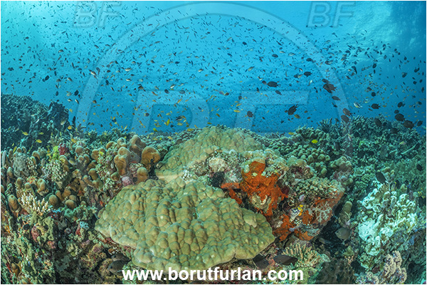 Nuakata Island, Papua New Guinea, Pacific ocean, Porites lutea, Porites, Poritidae, Porites coral, Coral, Anthozoa, Cnidaria, Cnidarian, Reef, Fish, Fish school