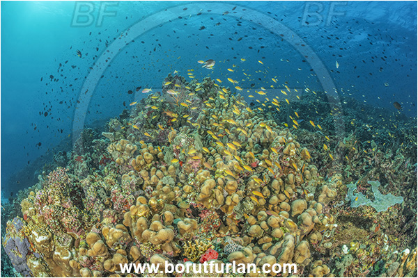 Nuakata Island, Papua New Guinea, Pacific ocean, Porites lutea, Porites, Poritidae, Porites coral, Coral, Anthozoa, Cnidaria, Cnidarian, Reef, Fish, Fish school