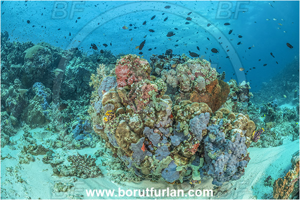 Nuakata Island, Papua New Guinea, Pacific ocean, Coral, Cnidaria, Cnidarianl, Reef, Sponge, Porifera, Fish, Fish school