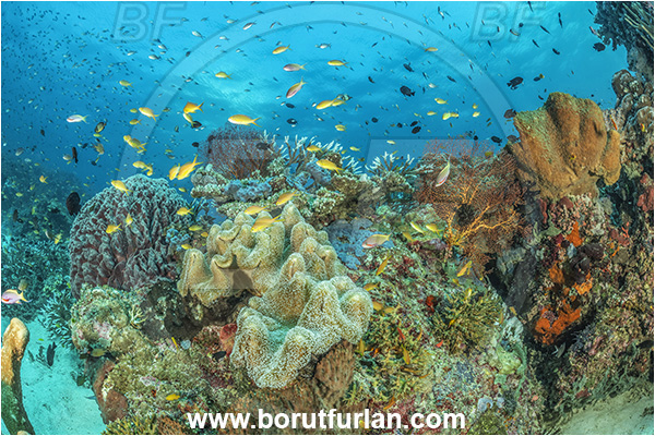 Nuakata Island, Papua New Guinea, Pacific ocean, Coral, Cnidaria, Cnidarian, Sarcophyton sp., Sarcophyton, Alcyoniidae, Anthozoa, Mushroom Leather Coral, Leather Coral, Reef, Fish, Fish school