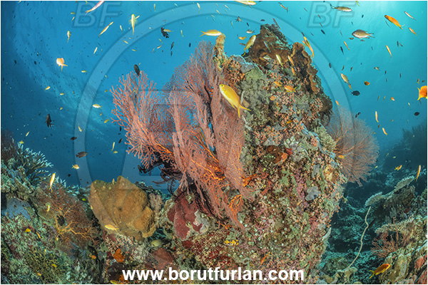Nuakata Island, Papua New Guinea, Pacific ocean, Melithaea sp., Melithaea, Melithaeidae, Sea fan, Coral, Cnidaria, Cnidarian, Reef, Fish, Fish school