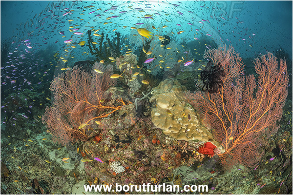 Dangeda, Milne Bay, Papua New Guinea, Pacific ocean, Melithaea sp., Melithaea, Melithaeidae, Sea fan, Coral, Cnidaria, Cnidarian, Reef, Fish, Fish school