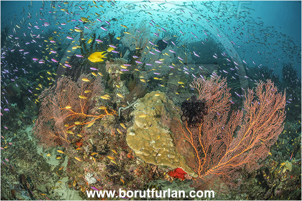 Dangeda, Milne Bay, Papua New Guinea, Pacific ocean, Melithaea sp., Melithaea, Melithaeidae, Sea fan, Coral, Cnidaria, Cnidarian, Reef, Fish, Fish school