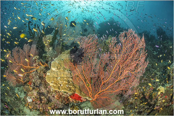 Dangeda, Milne Bay, Papua New Guinea, Pacific ocean, Melithaea sp., Melithaea, Melithaeidae, Sea fan, Coral, Cnidaria, Cnidarian, Reef, Fish, Fish school