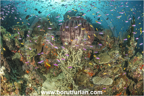Dangeda, Milne Bay, Papua New Guinea, Pacific ocean, Xestospongia testudinaria, Xestospongia, Petrosiidae, Red Barrel Sponge, Sponge, Porifera, Fish, Fish school, Reef