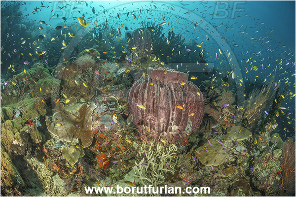 Dangeda, Milne Bay, Papua New Guinea, Pacific ocean, Xestospongia testudinaria, Xestospongia, Petrosiidae, Red Barrel Sponge, Sponge, Porifera, Fish, Fish school, Reef