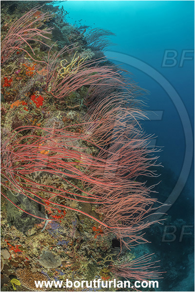 Dangeda, Milne Bay, Papua New Guinea, Pacific ocean, Ellisella sp., Ellisella, Ellisellidae, Anthozoa, Cnidaria, Cnidarian, Sea whip, Whip coral, Coral, Reef