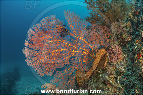 Dangeda, Milne Bay, Papua New Guinea, Pacific ocean, Melithaea sp., Melithaea, Melithaeidae, Sea fan, Coral, Cnidaria, Cnidarian, Reef