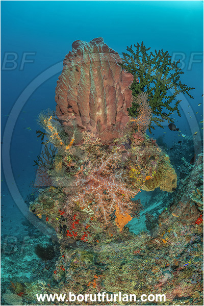 Dangeda, Milne Bay, Papua New Guinea, Pacific ocean, Xestospongia testudinaria, Xestospongia, Petrosiidae, Red Barrel Sponge, Sponge, Porifera, Dendronephthya sp., Dendronephthya, Nephtheidae, Soft coral, Coral, Anthozoa, Cnidaria, Cnidarian, Reef
