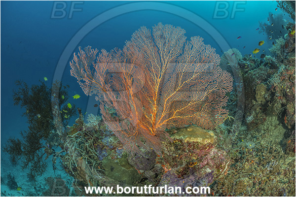 Dangeda, Milne Bay, Papua New Guinea, Pacific ocean, Melithaea sp., Melithaea, Melithaeidae, Sea fan, Coral, Cnidaria, Cnidarian, Reef