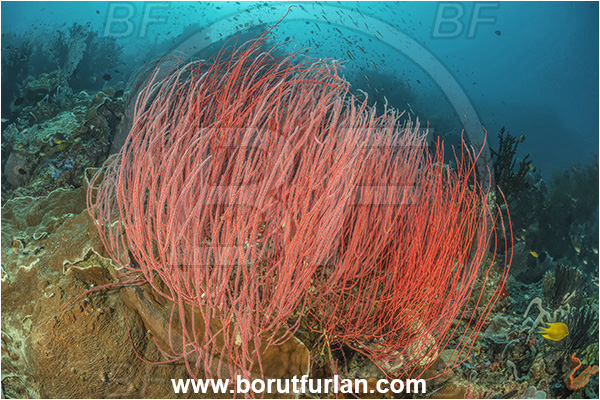 Dangeda, Milne Bay, Papua New Guinea, Pacific ocean, Ellisella sp., Ellisella, Ellisellidae, Anthozoa, Cnidaria, Cnidarian, Sea whip, Whip coral, Coral, Reef