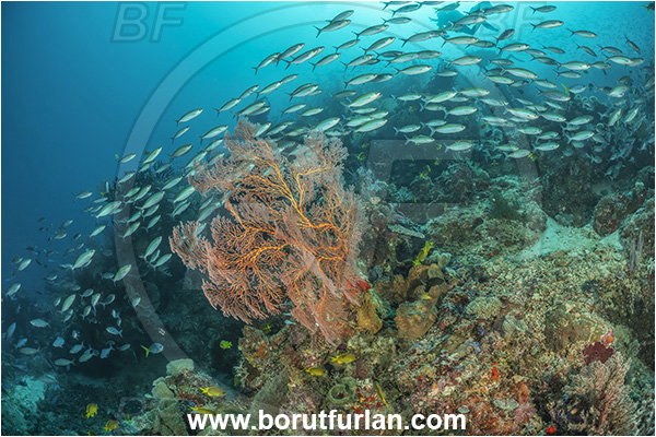 Dangeda, Milne Bay, Papua New Guinea, Pacific ocean, Melithaea sp., Melithaea, Melithaeidae, Sea fan, Coral, Cnidaria, Cnidarian, Pterocaesio marri, Pterocaesio, Caesionidae, Fish, Fish school, Reef