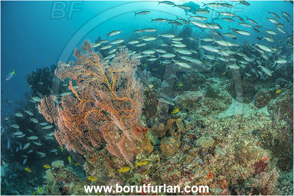 Dangeda, Milne Bay, Papua New Guinea, Pacific ocean, Melithaea sp., Melithaea, Melithaeidae, Sea fan, Coral, Cnidaria, Cnidarian, Pterocaesio marri, Pterocaesio, Caesionidae, Fish, Fish school, Reef